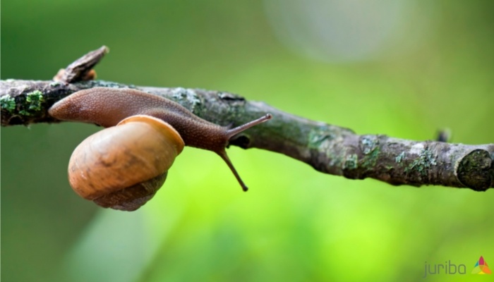 snail on a stick