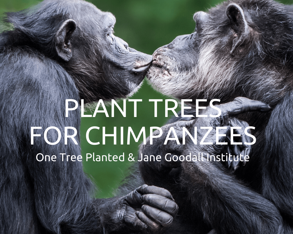 planttreesforchimpanzees_5000x