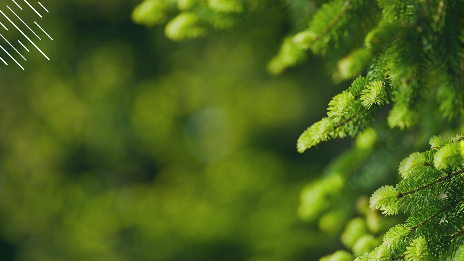 Why Evergreen IT Must Be Part Of Your Long-Term IT Strategy